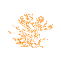 Animals Sponges Freshwater Sponge Sketch Svg Vector, Free Vectors File